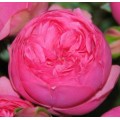 Garden Roses - Pink Piano